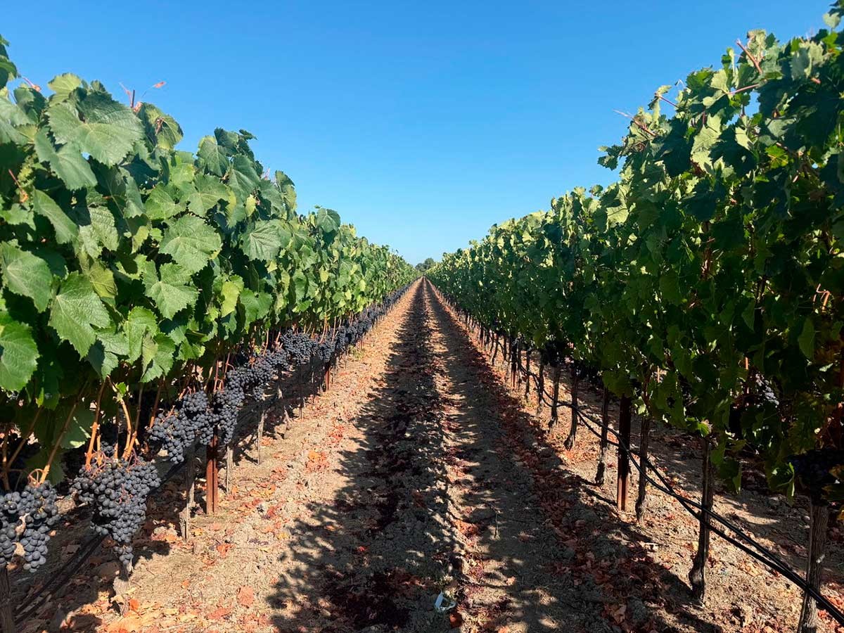 Fortunati Vineyards