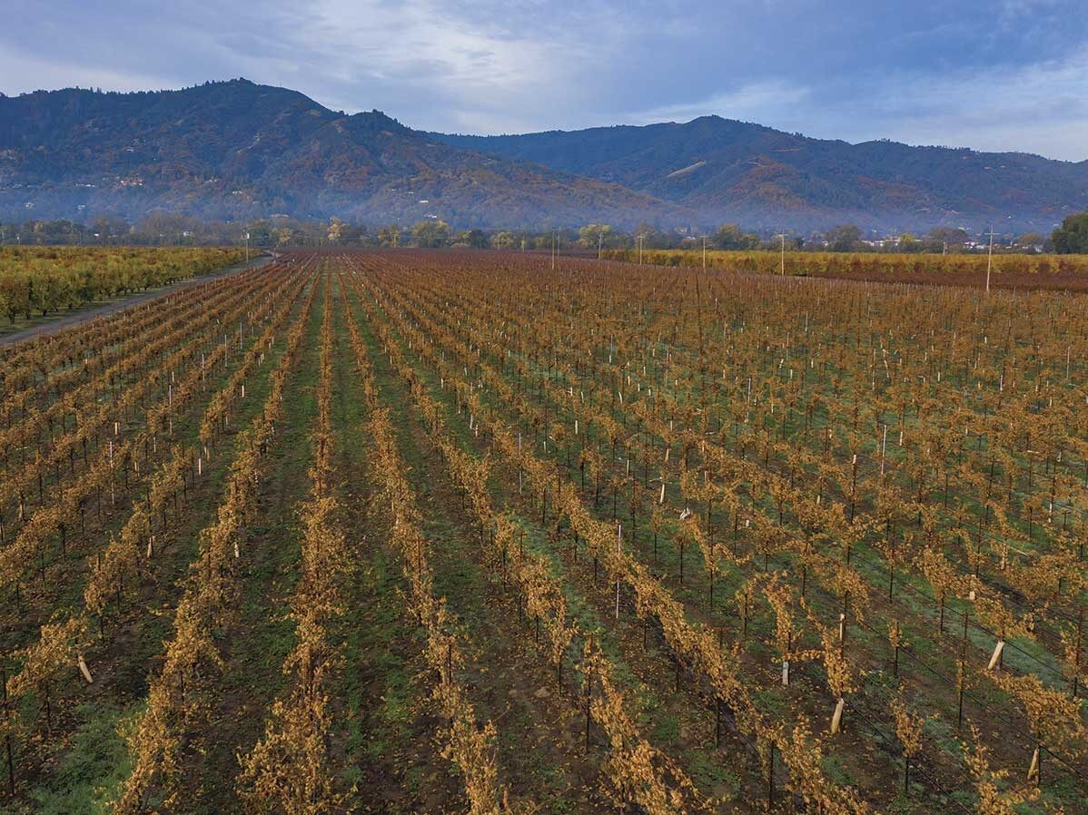 Beckstoffer Vineyards