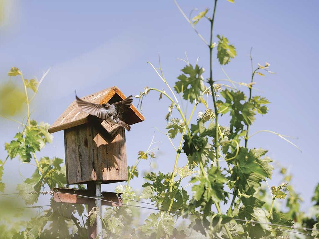 Sustainability: More Than aBuzzword in Napa Valley