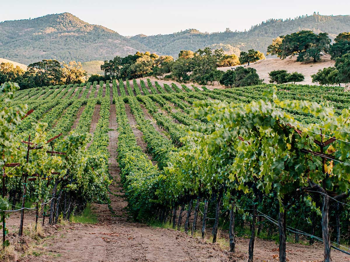The Story of Ghost Block Estate Wines