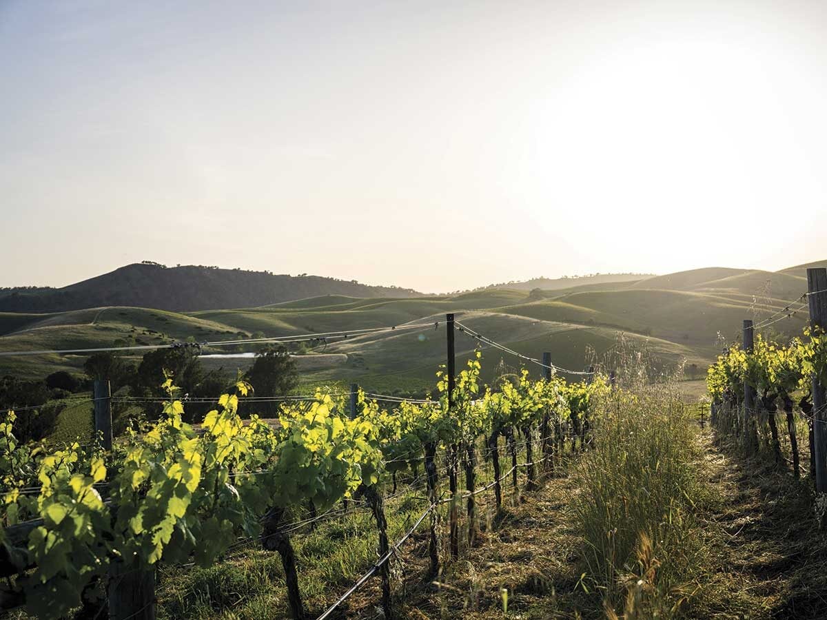 Firetree Vineyards