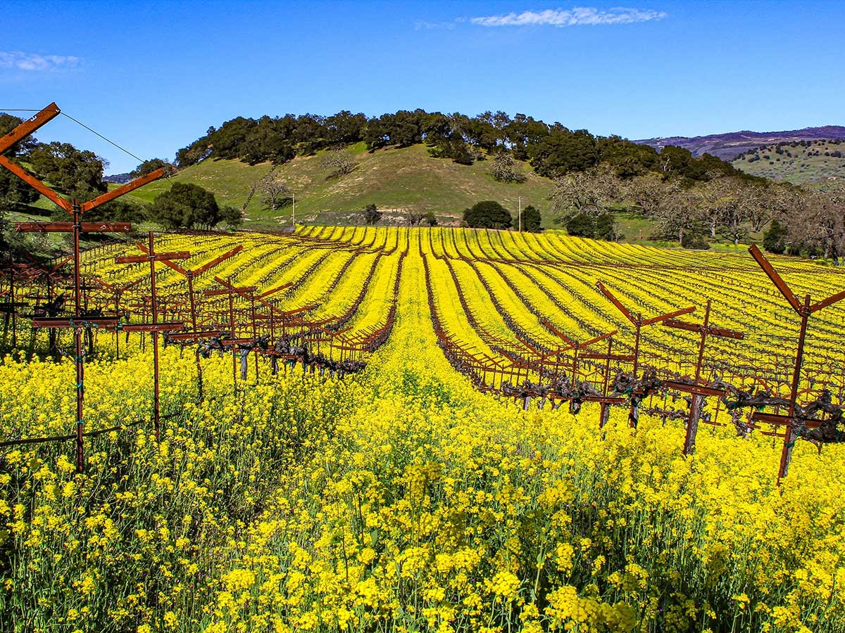 Yount Mill Vineyards