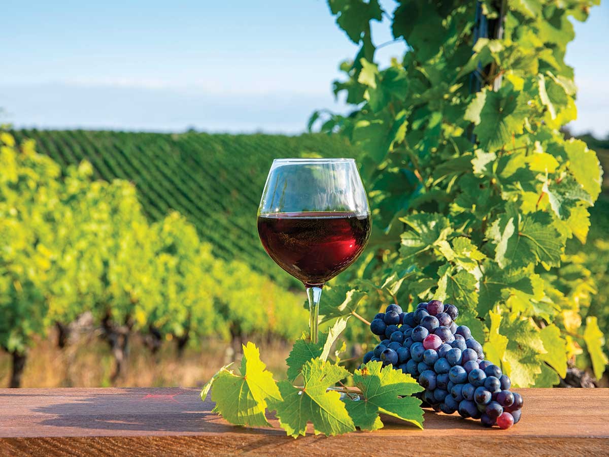 Behind the Vine: Merlot
