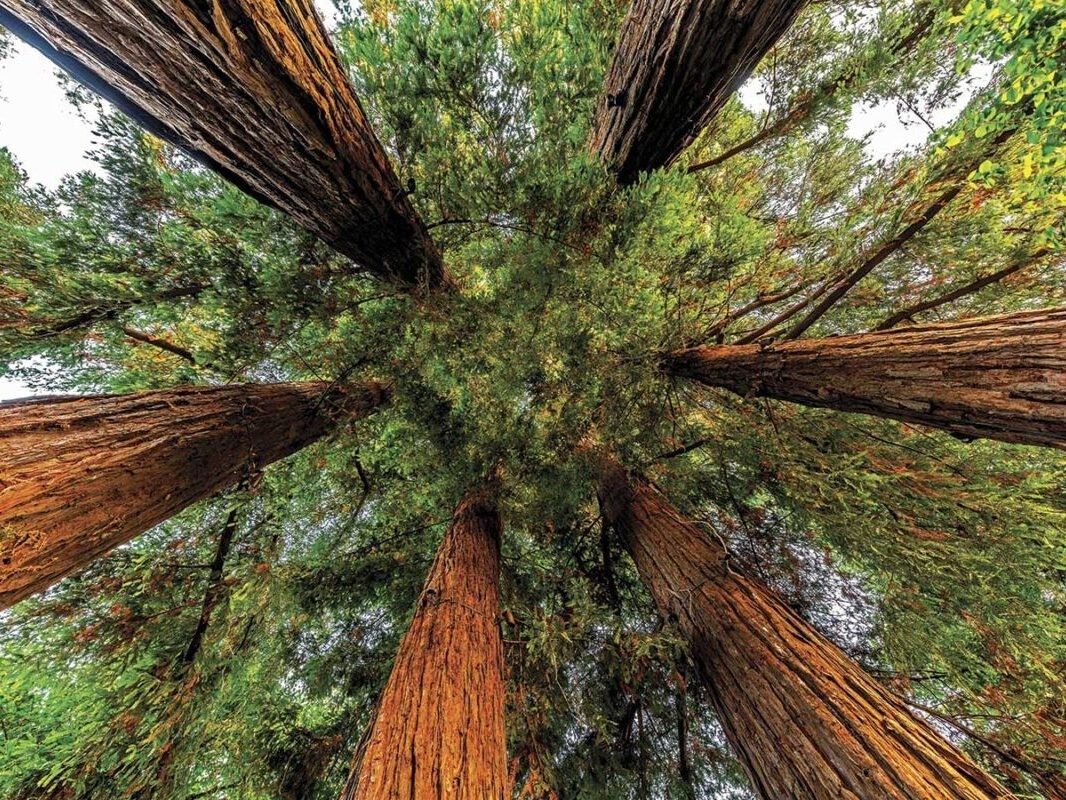 Sequoia Grove Winery Cultivates Sustainability